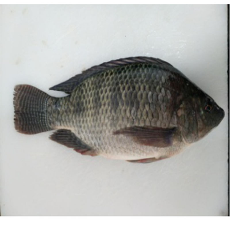 Reoite Tilapia bhabhta