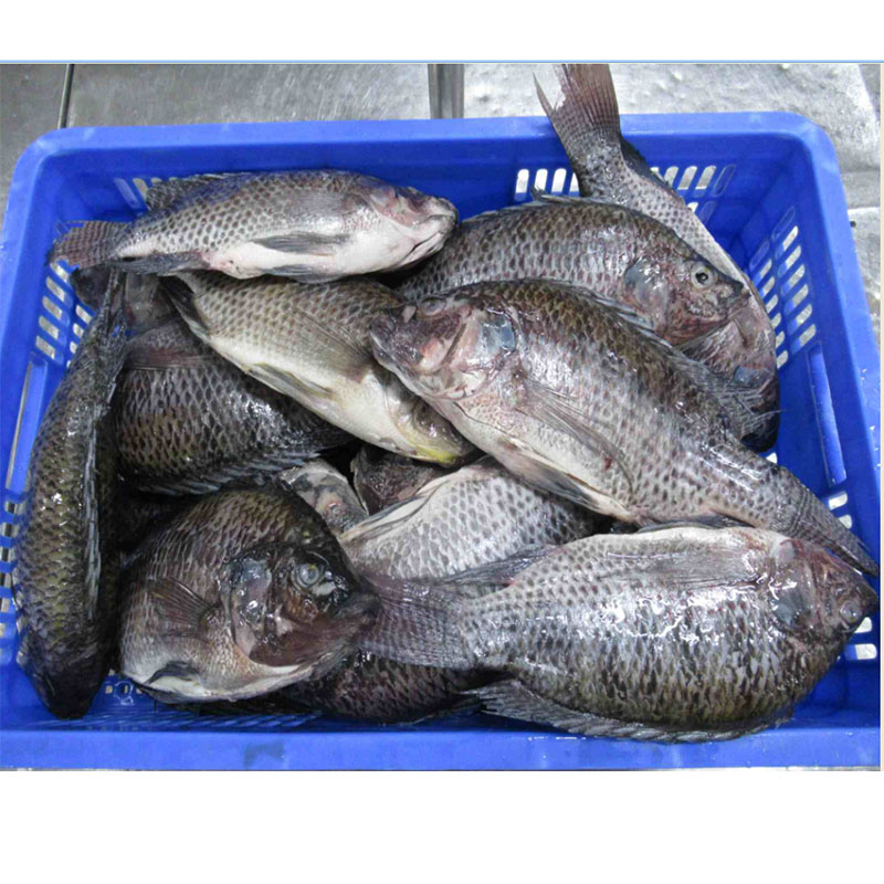 Reoite Tilapia bhabhta