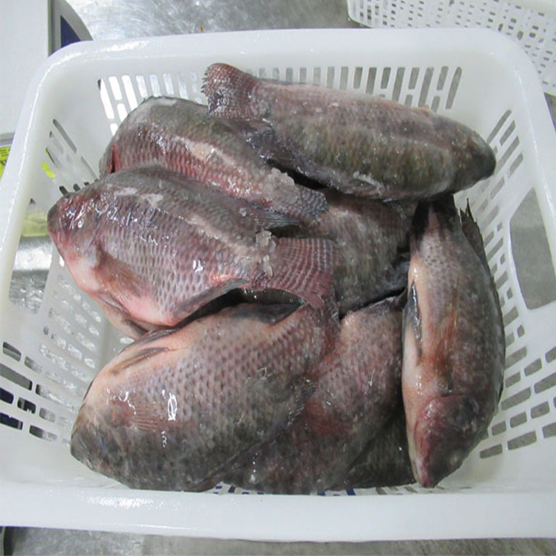 Reoite Tilapia bhabhta