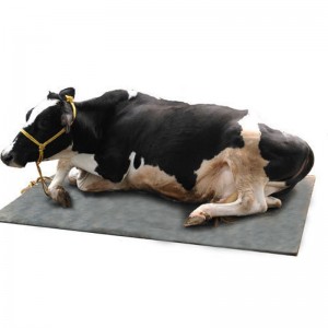 Scuad binne / seid capaill