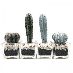 Maisiú Saorga I bhFux Pota Gloine Maisiúla Maisiú Succulent Do Home or Office