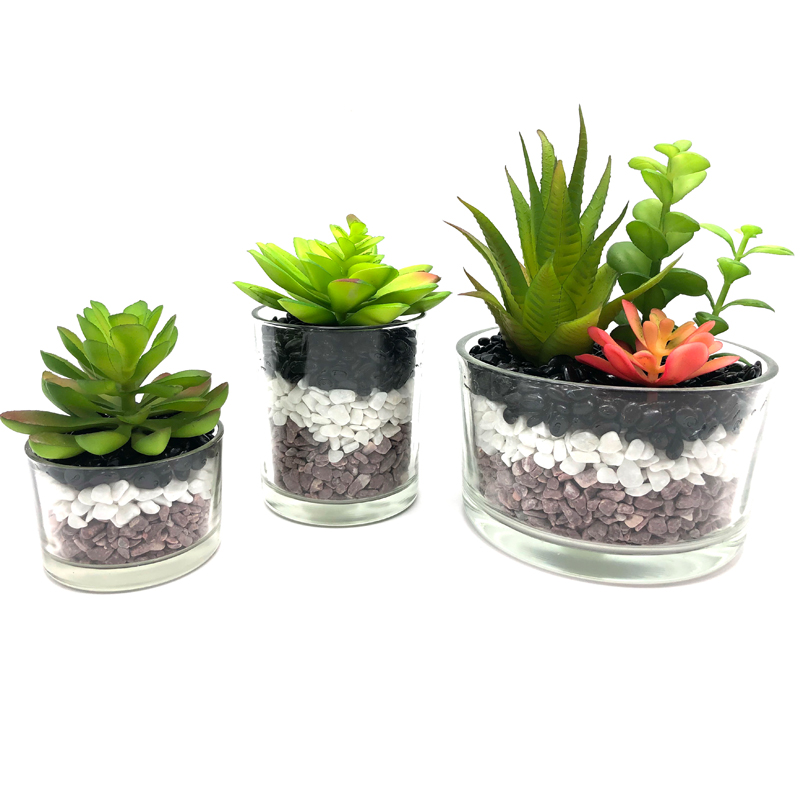 Plandaí Succulent Saorga Le Vása Gloine Gloine Tabletop Gloine Tábla