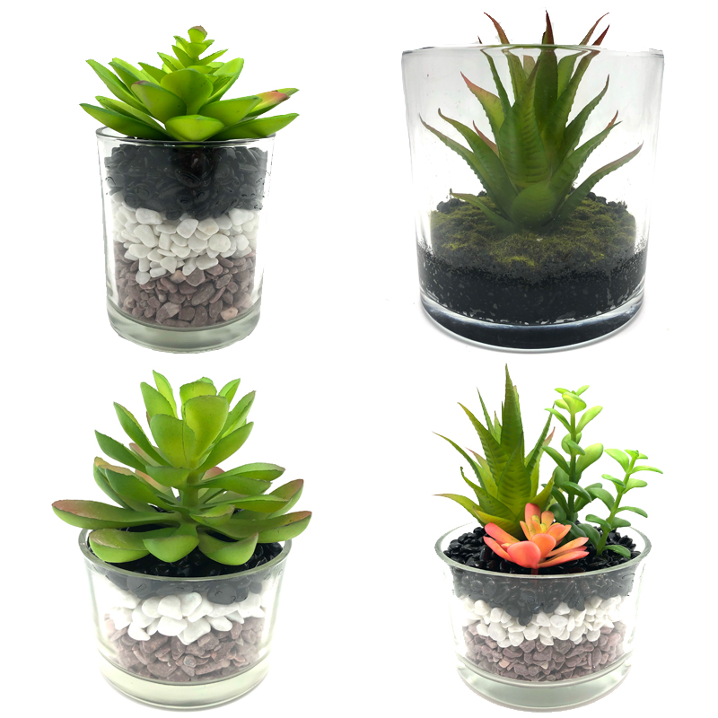 Plandaí Succulent Saorga Le Vása Gloine Gloine Tabletop Gloine Tábla