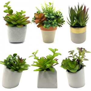 Plandaí Mini Succulent Saorga Le Maisiúchán Baile Maisiúchán Baile Gloine Tabletop