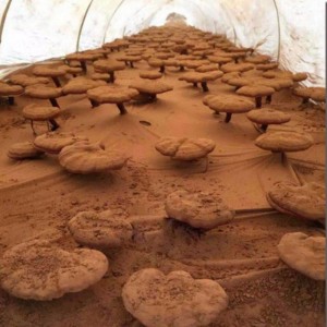 Forlíonadh cúraim sláinte nádúrtha linzhi nádúrtha ard-eisiatachta lucidum spor