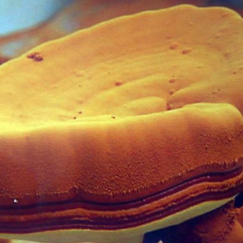 Spóir Ganoderma