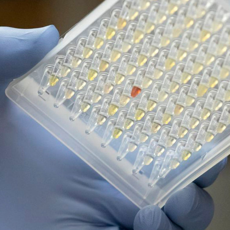 Taighdeoirí ag féachaint ar leathadh de Oregon Covid-19 leagan