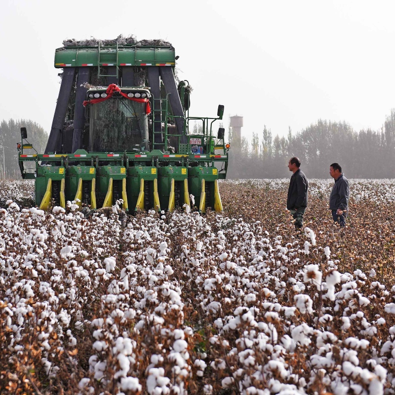 Scoir Levis Bord BCI thar Xinjiang