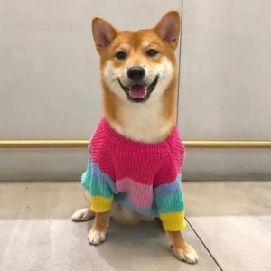 Déantúsóir saincheaptha cait chait chniotáilte cait chniotáilte cótaí geansaí do pheataí