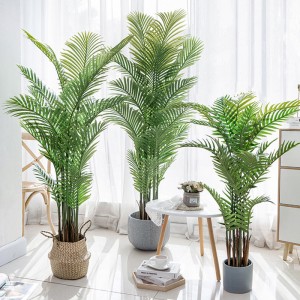 Praghas Monarcha Mórdhíola Areca Palm Dypsis Lutescens Crann Pailme Saorga Incháilithe le Potted