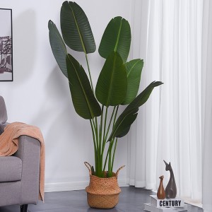 Monarcha Díreach Crann Saorga Durable Durable Allseason Taistealaí Pailme do Sholáthraí Gairdín Soláthraí Gairdín Decor Bainise faoi Dhíon