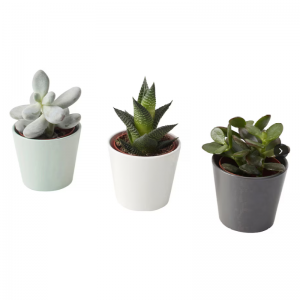 Plandaí Succulent saorga