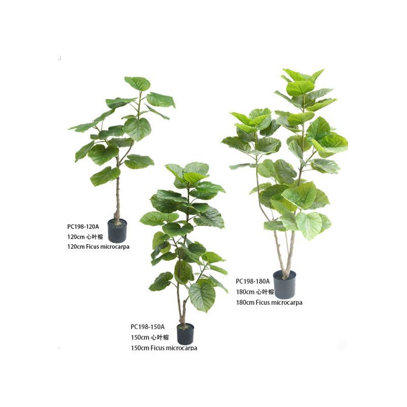 Microcarpa ficus