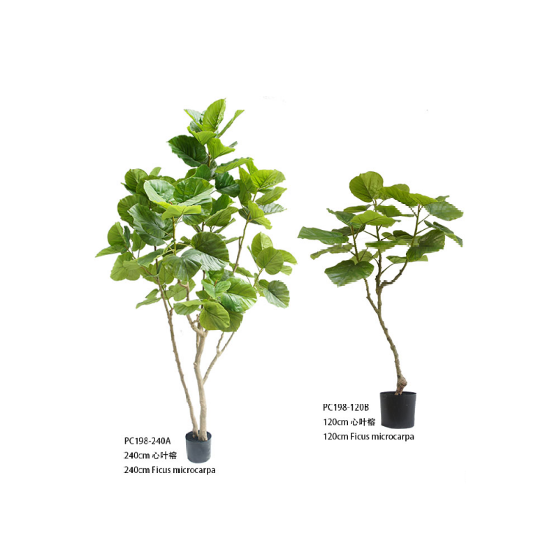 Microcarpa ficus