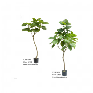 Microcarpa ficus